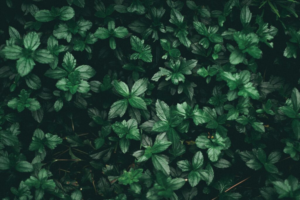 How To: Make your backyard With Native plants