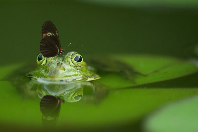 Wildlife Pond: How to Build one Without a Pump or Filter