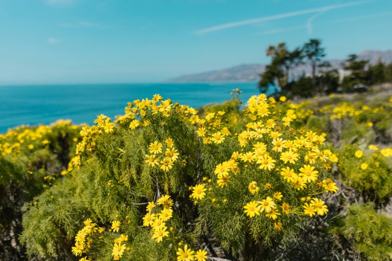 California Native Plants: 25 Low-Water Winners for Every Golden State Garden