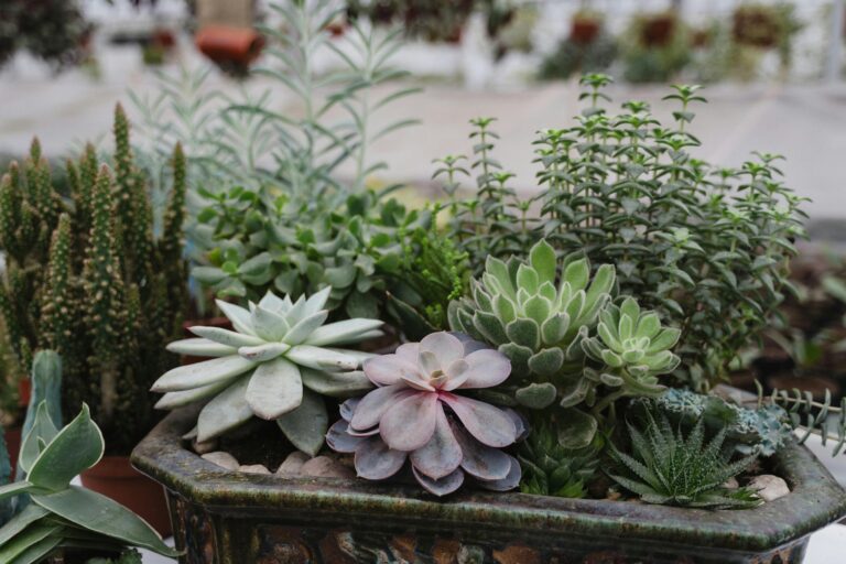How to Make a Mosquito-Repellent Patio Planter Mix