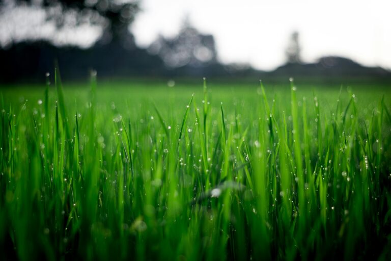How to Plant Grass Seed (Lessons From the Patchy Lawn I Inherited)