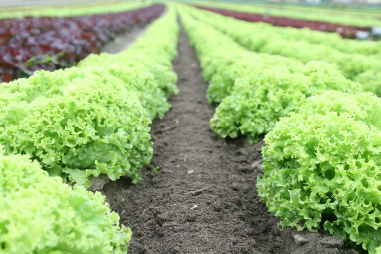 Late-Summer Vegetable Planting Guide: 7 Crops You Can Still Sow Today